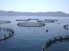 Fish Farming Cage - HDPE Cage