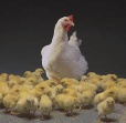 SUPPLIER/EXPORTER OF DAYs OLD CHICKS,COMMERCIAL BROILERS & LAYERS.