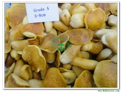 Salted Boletus Edulis Whole Mushroom Grade A(5-8CM) 141108 - Order code:141108