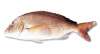 Cuttlefish dew ,Turbot ,Red Mullet , Cuttlefish , Pagro , Pageot , Dentex - F25
