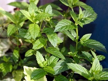 Peppermint P.E.(Mentha haplocalyx Briq.)