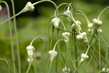 Garlic P.E.(Allium sativum)