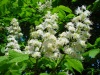 Horse Chestnut P.E.(Aesculus hippocastanum)