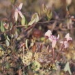 Cranberry Extract Powder-extracted from Vaccinium oxycoccos