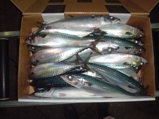 Pacific Mackerel(Trechurus japonicus),Origain: Japan, size: 300/500,, 400/500g, 500/600, 600g up, 14kg/CTN,