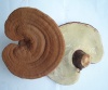 reishi, Ganoderma lucidum