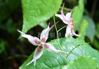 Epimedium Extract Powder