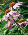 Echinacea Extract Powder