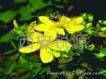 St. John's Wort Extract Powder