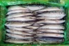 mackerel