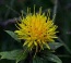 Safflower Oil