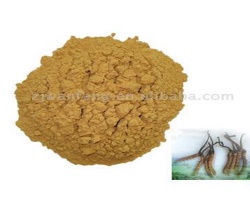 Cordyceps Polysaccharide