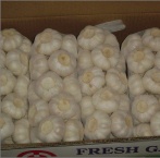 Fresh White Garlic