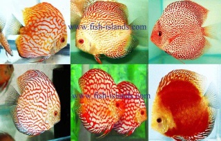 Discsu Fish Farm