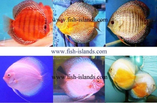 Discus Fish Fam