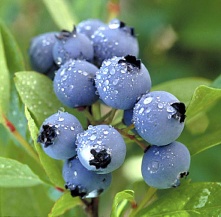 Ginkgo Biloba, Bilberry, Milk Thistle, Cranberry,Ginseng, Willow Bark Extract, Stevioside, Vincamine, Vinpocetine, Huperzine