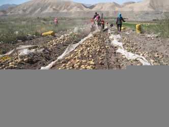 Peanut harvester