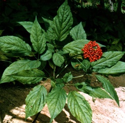 ginseng extract