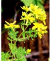 St john's wort extract