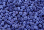 Blueberry Anthocyanin