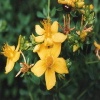 St. John's Wort Extract-Hypericum Perforatum