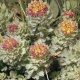 Rhodiola Rosea Extract-