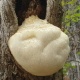 Monkeyhead Mushroom Extract-Hericium erinaceus