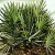 Saw Palmetto Extract-Serenoa repens-Total Fatty Acid 25% GC