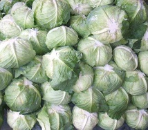 fresh cabbage