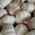 Fresh Garlic