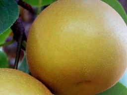 Gold pear