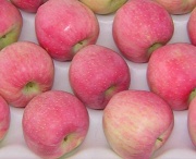 Red Star Apple