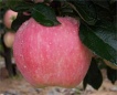 Red Star Apple