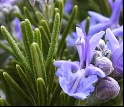 natural rosemary antioxident