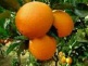 fresh navel orange