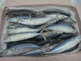 mackerel