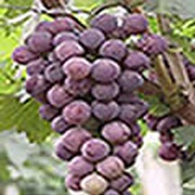 Grape Seed Extract