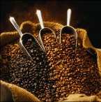 Robusta and Arabica Coffee Beans