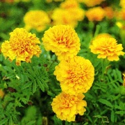 Chrysanthemum Extract (Freeze Dried)