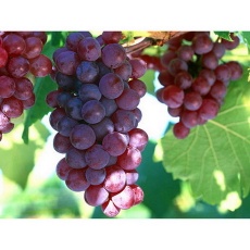 Grape Seed Extract