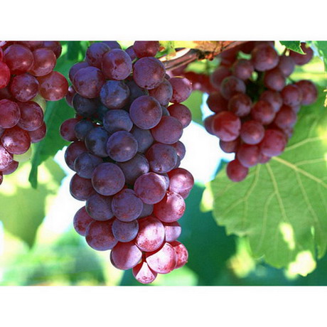 Grape seed extract