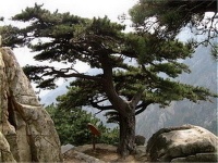 Pine Bark Extract