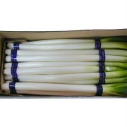 GREEN SHALLOT