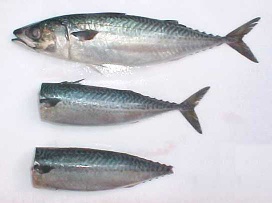 Scomber Japonicus