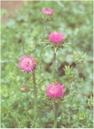 Milk Thistle P.E.