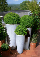 concrete finish planter