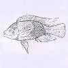 Tilapia, Mozambique Mouthbreeder