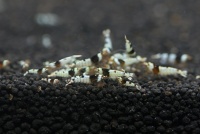 A-S Crystal Black Shrimp