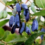 Blue honeysuckle Juice Concentrate