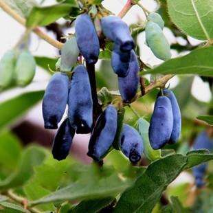 Blue honeysuckle